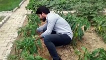 Kozluk'ta okul bahçesinde sebze ve meyve yetiştiriliyor - BATMAN