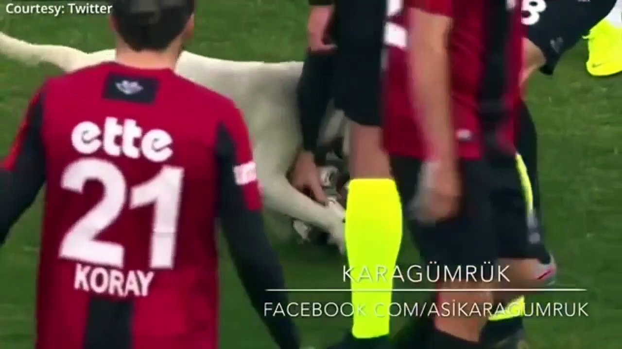 Canine_ Interruption_How_A_Dog_Brought_A_Football