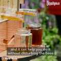 Flow Hive makes beekeeping easier