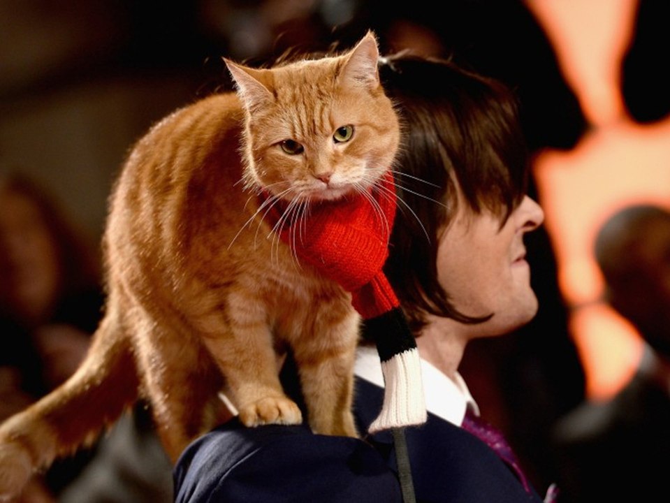 Trauer um filmkatze: "bob, der streuner" ist tot