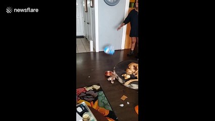 This cat LOVES to hunt plastic bags