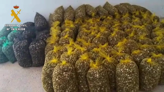 Detenidos por transportar 2,7 toneladas de almejas en aparente mal estado