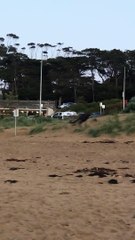 Dogs Chase Kangaroo at Off-Leash Beach