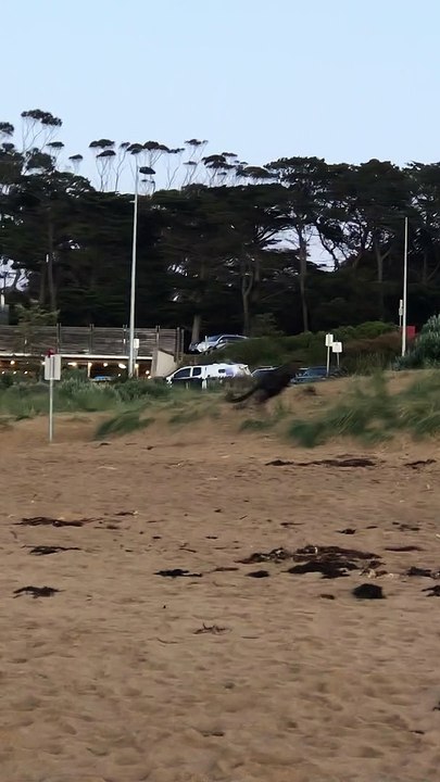 Dogs Chase Kangaroo at Off-Leash Beach