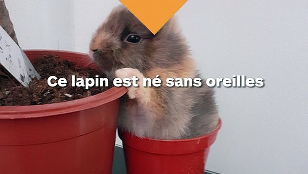 Ce lapin trop mignon n'a pas d'oreilles
