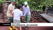 15 tortues géantes retrouvent la liberté aux Galapagos