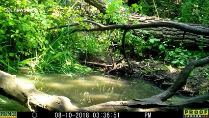 Mother bear and cub bond as they play fight in rural Idaho pond