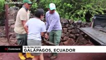 Giant tortoises released on Galapagos Islands after being saved from extinction