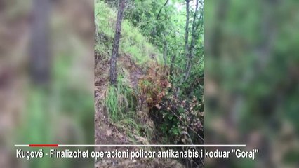 Report TV - Kuçovë/ Arrestohet 62-vjeçari për kultivim kanabisi, vihet nën hetim kryeplaku i fshatit