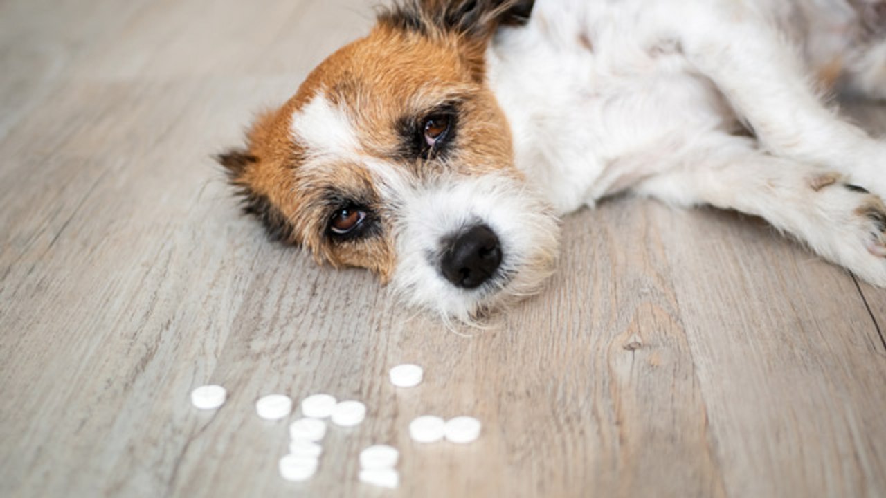 Medicamentos humanos son tóxicos para las mascotas