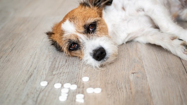 Medicamentos humanos son tóxicos para las mascotas