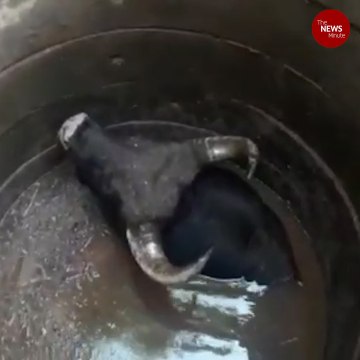 Indian Gaur rescued from a 40 ft well in Nilgiris