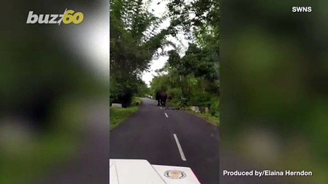 Traffic Jam! Drivers Had to Wait for This Wild Elephant to Cross the Road