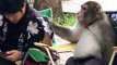 Ce singe et cet homme sont tellement complices, qu'ils se partagent même un secret!