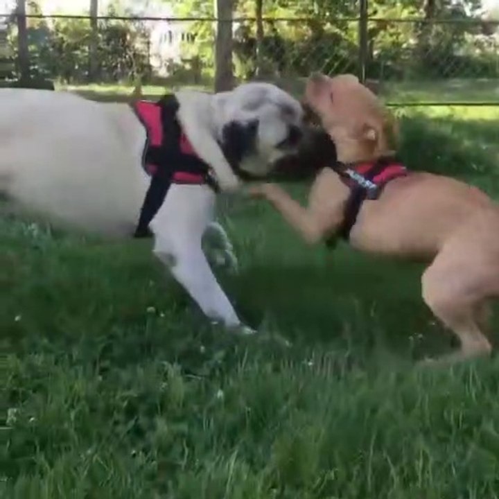 ANADOLU COBAN KOPEGi vs PiTBULL TERRiER - ANATOLiAN SHEPHERD DOG and PiTBULL TERRiER DOG