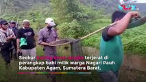 Nyaris Punah, Kucing Emas Tertangkap di Sumatera