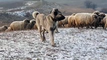 ANADOLU COBAN KOPEGi GOREVi BASINDA HAZIR - ANATOLiAN SHEPHERD DOG at MiSSiON