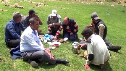 Koyun kırkma sezonu başladı - MUŞ