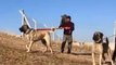 ANADOLU COBAN KOPEGi VS AKSARAY MALAKLI KOPEGi - ANATOLiAN SHEPHERD DOG vs MALAKLI SHEPHERD DOG