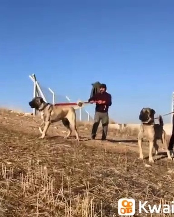 ANADOLU COBAN KOPEGi VS AKSARAY MALAKLI KOPEGi - ANATOLiAN SHEPHERD DOG vs MALAKLI SHEPHERD DOG