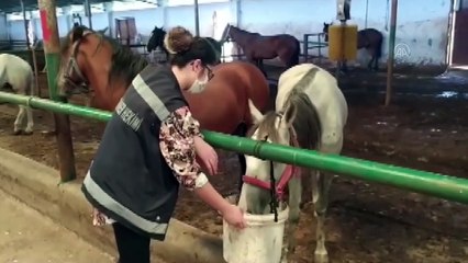 Adalar'dan getirilen 20 at, turizm tesislerine ücretsiz verildi - KASTAMONU