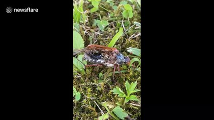 'Zombie' insect still walking around with most of body missing