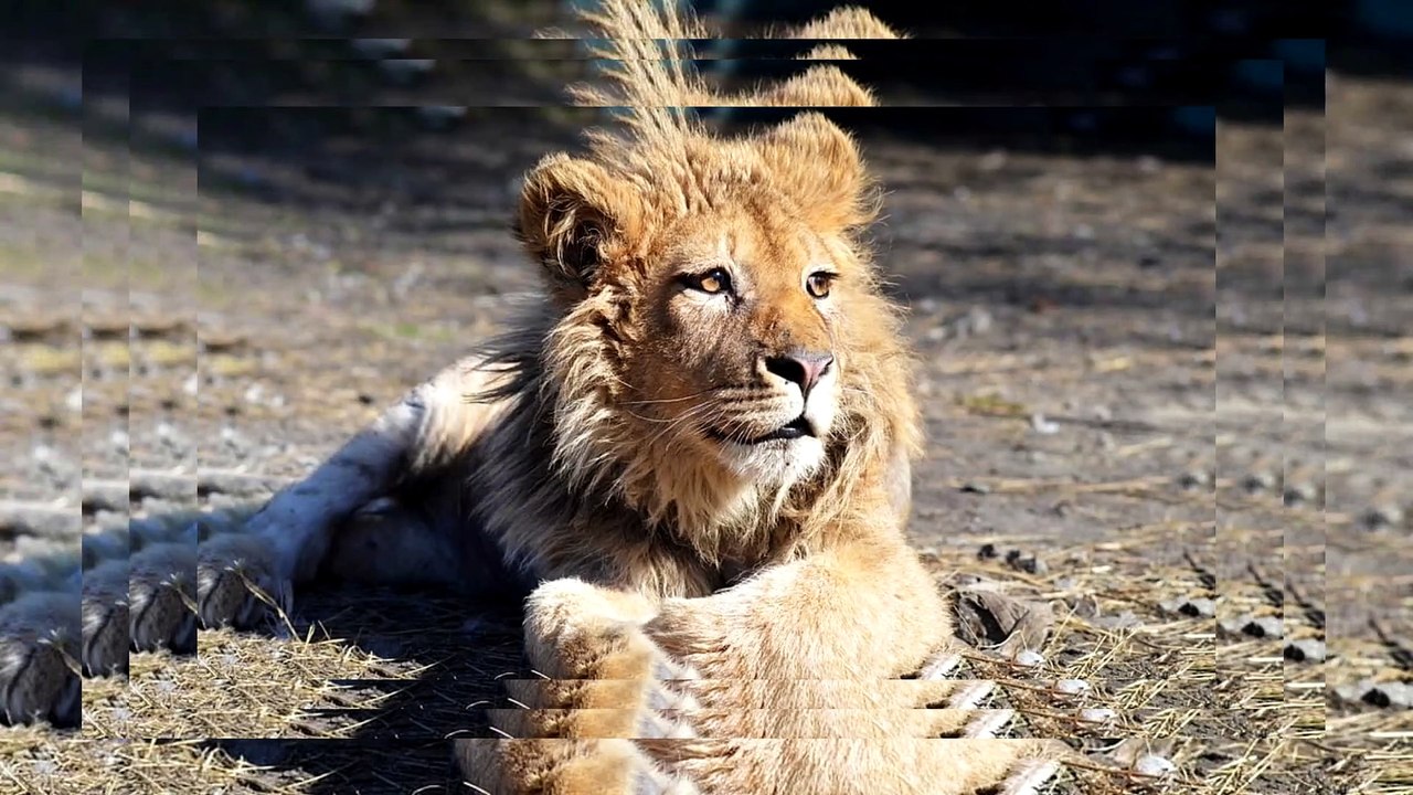 Pattes cassées, affamé, trempé, ce lionceau a vécu le pire pour de simples selfies !