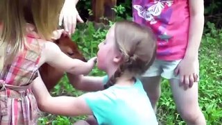 The Cutest Kids and Animals Compilation2020/funny Animals