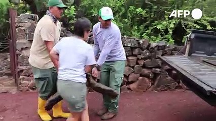 ذكر السلحفاة "دييغو" يعود إلى موطنه بعد إنقاذ فصيلته من الانقراض