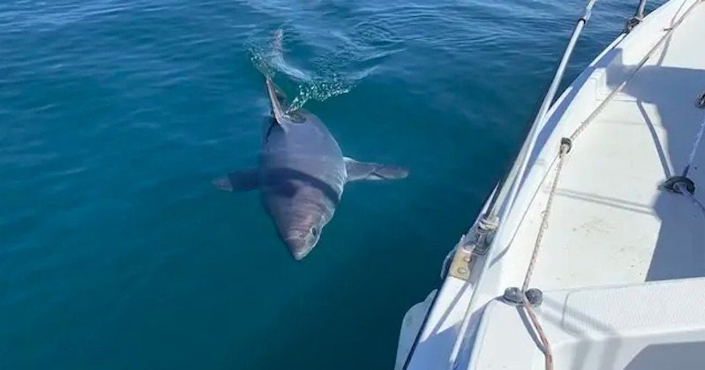 Un pêcheur fait la rencontre d'un requin-taupe, en Bretagne