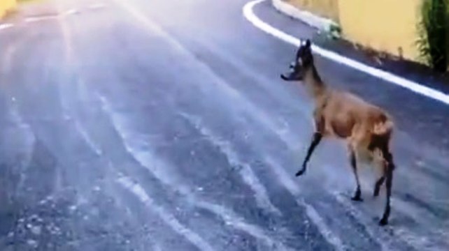 Castelplanio (AN) - Salvato capriolo caduto in un canale (17.06.20)