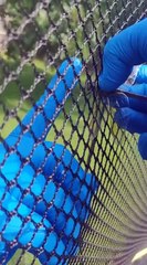 Animaux : Une libellule coincé dans le filet d'un trampoline