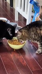 Gato come ao estilo "retroescavadora" e deixa parceiro boquiaberto