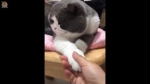 Cat's Reaction Human Hand  Funny and Cute Cats Compilation 2020 - CuteVN