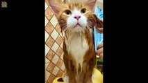 Cat's Reaction To Bathing  Funny and Cute Cats Compilation 2020 - CuteVN