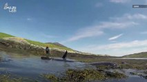 Dramatic Video of 10 Stranded Whales Being Rescued From Shallow Waters