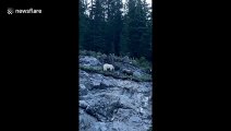 Canadian motorist spots rare white grizzly bear chase mountain goat down cliffside