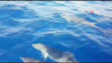 Akdeniz'de yunusların dansı
