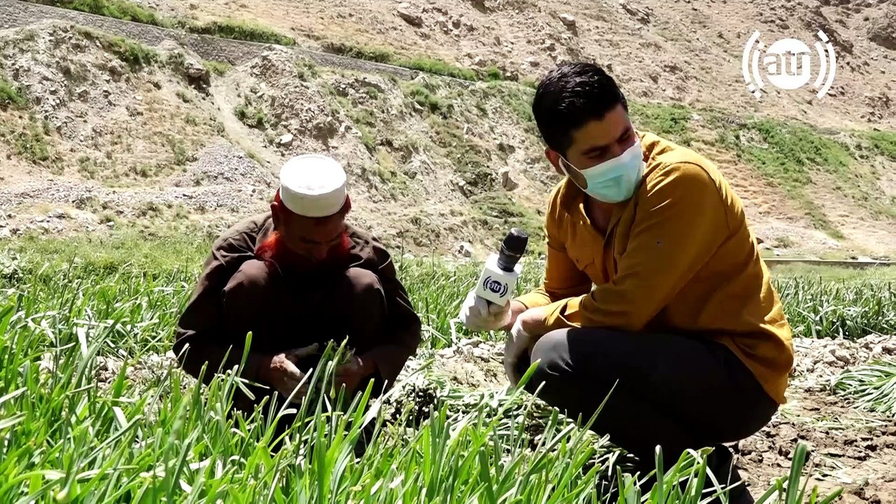 #HamayonAfghan Special Report - Shatoot village / گزارش ویژۀ همایون افغان از قریه شاتوت - بخش دوم