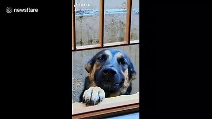 'Well, That Is Not What You Expected' Dog in Brazil shows off his teeth