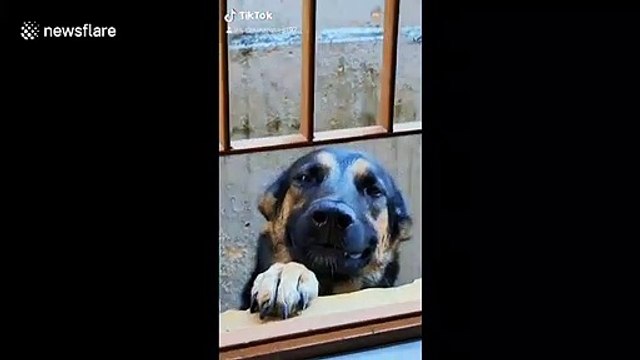 'Well, That Is Not What You Expected' Dog in Brazil shows off his teeth