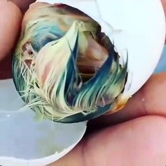 Assistez à l'éclosion d'un oiseau au plus près