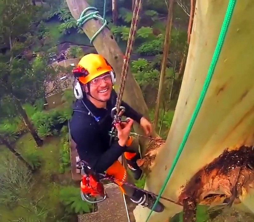 Pour faire ce métier il ne faut pas avoir le vertige : bucheron au sommet d'un eucalyptus