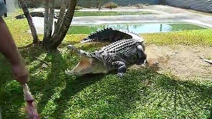 Ecoutez un peu le bruit de claquement de la mâchoire d'un crocodile