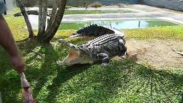 Ecoutez un peu le bruit de claquement de la mâchoire d'un crocodile