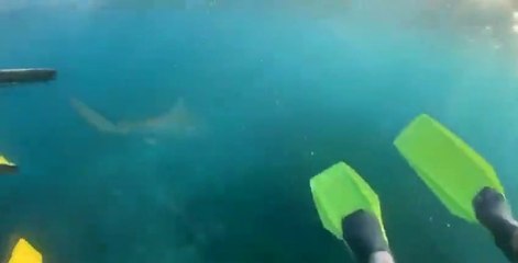 Grosse frayeur pour cette plongeuse qui croise un requin