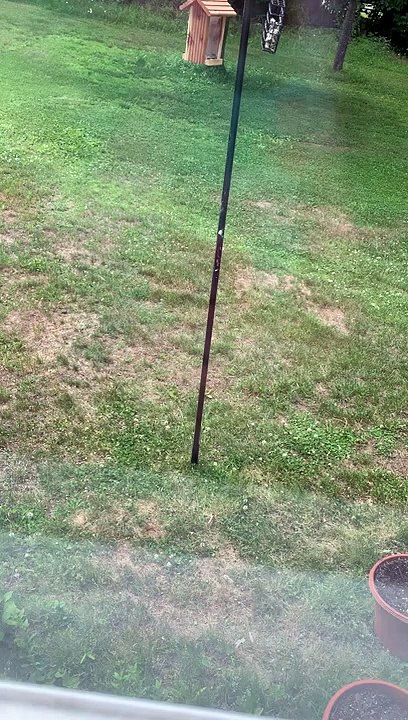 Un écureuil fan de pole dance...