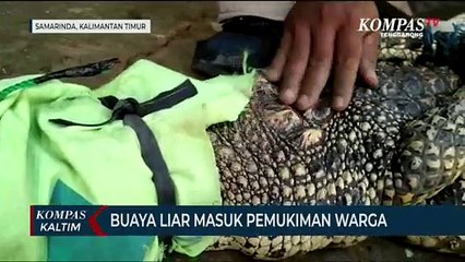 Buaya Liar Masuk Pemukiman Warga