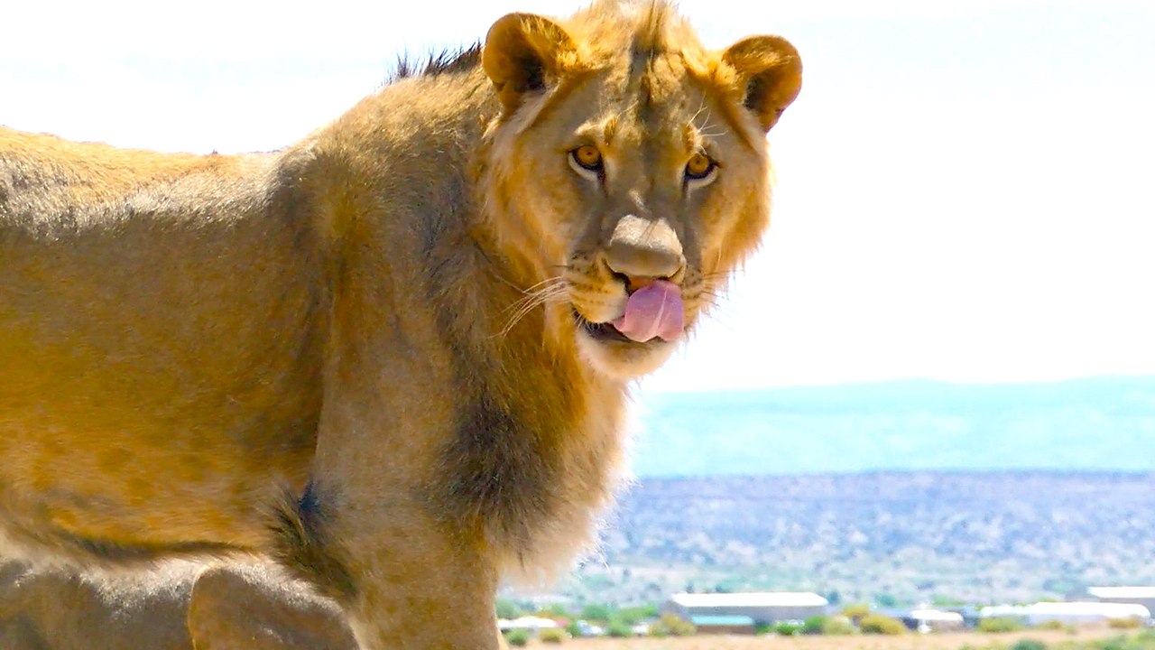 Meet the Real Lion Kings from Out of Africa Wildlife Park