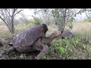 Top News - Ishujt Galapagos/ Rikthehet breshka gjigande